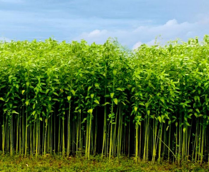 Jute carbon capture