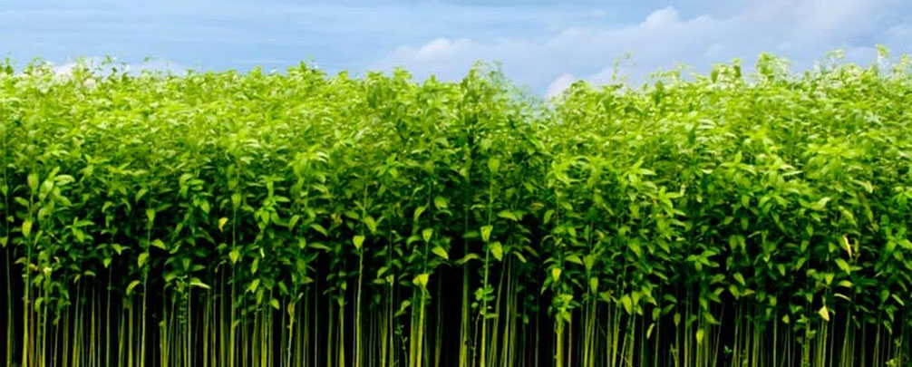 Jute carbon capture