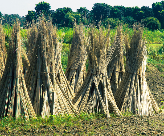 Farmer harvesting jute