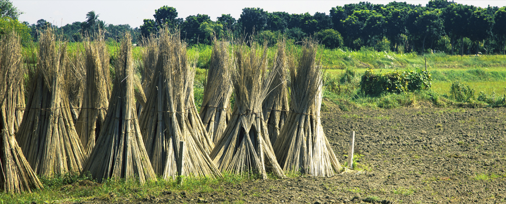 Farmer harvesting jute