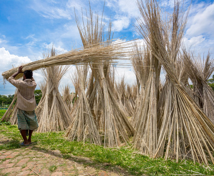 Jute farmers harvesting fibers