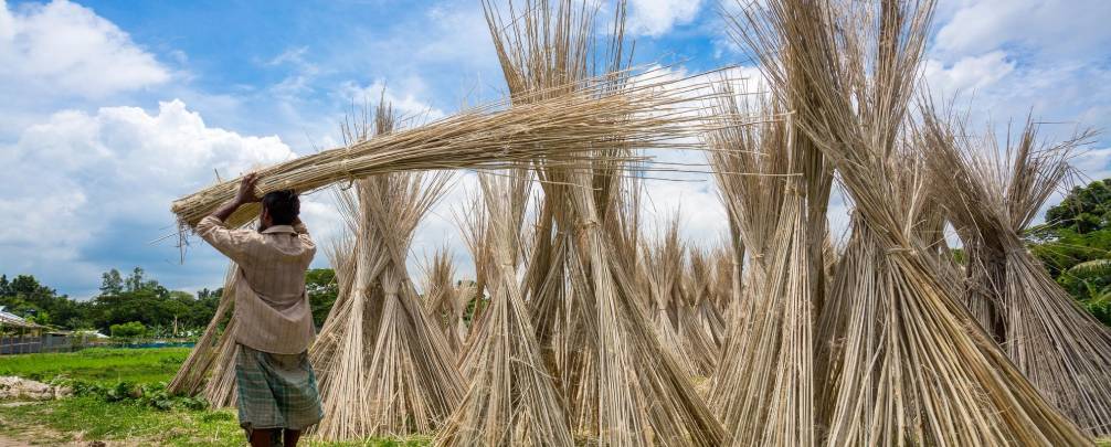 Jute farmers harvesting fibers